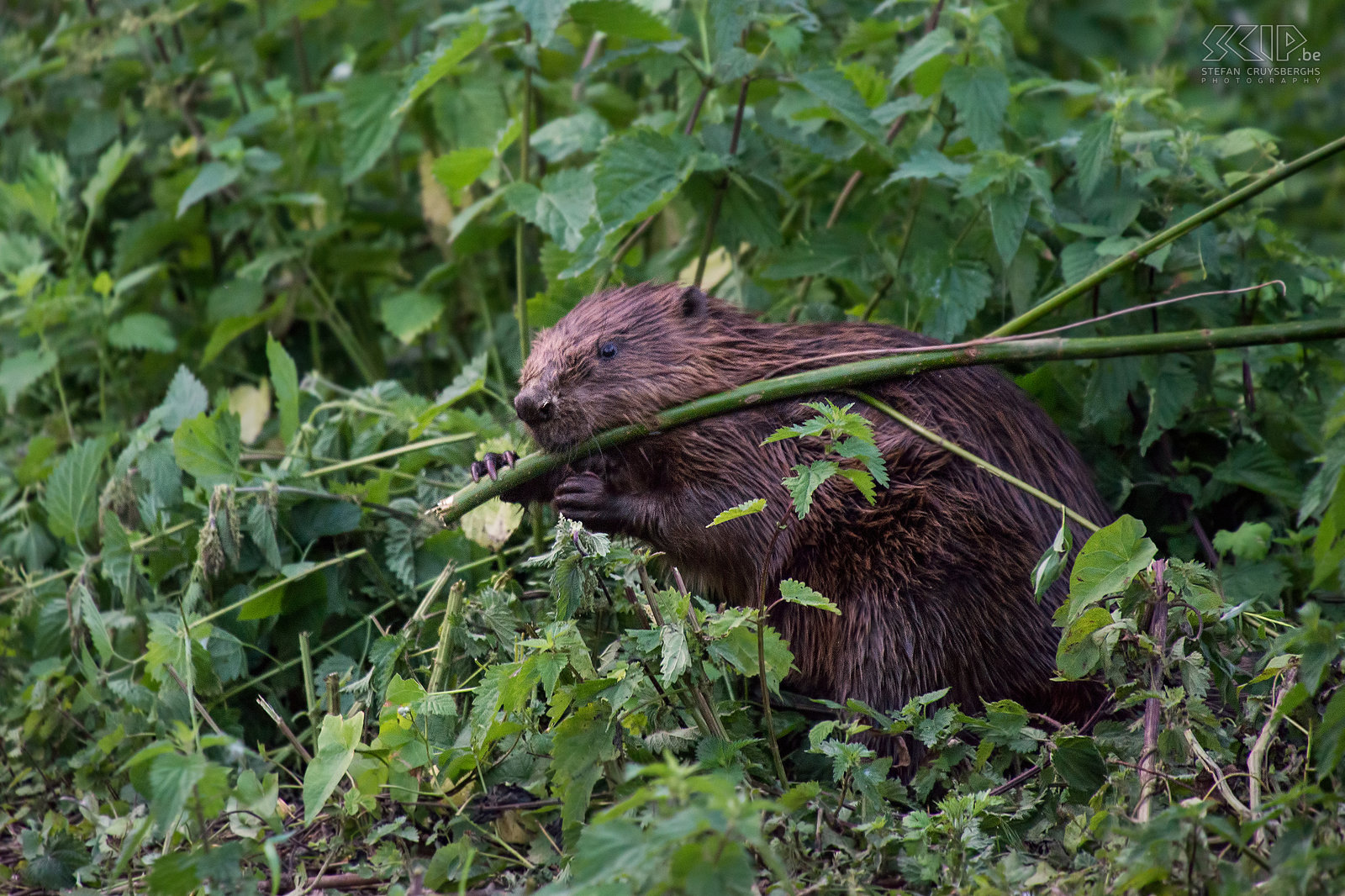 Beavers of Leuven In June a beaver family of four animals housed in the Dyle river near the Begijnhof in the center of city of Leuven. The beaver (castor fiber) is the largest rodent in Europe and is now back in Belgium in some places. Beavers are nocturnal and generally very shy. But these beavers showed up at dusk and were not disturbed by the many people who where watching them dragging and eating branches. In early July however they were chased. Stefan Cruysberghs